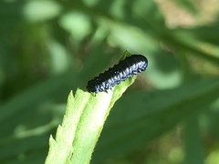 Trirhabda canadensis