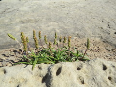 Plantago maritima juncoides