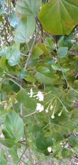 Commicarpus
