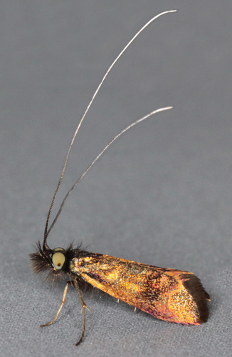 Small Long-horn