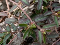 Euphorbia cumulicola