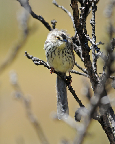 Drakensberg Prinia (Prinia hypoxantha), photo 6
