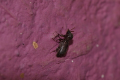 Xylobiops basilaris