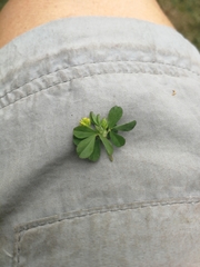 Trifolium dubium