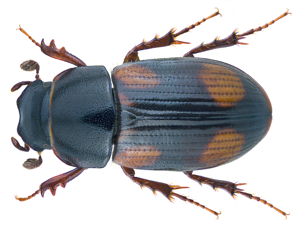 Phalacronothus quadrimaculatus