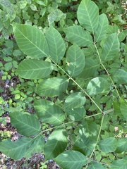 Fraxinus biltmoreana