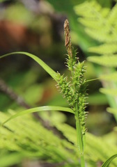 Carex scabrata