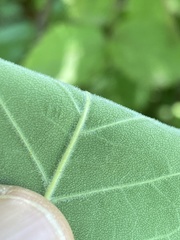 Fraxinus biltmoreana