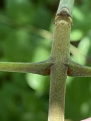 Fraxinus biltmoreana
