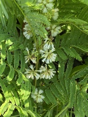 Acaciella