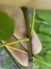 Fraxinus biltmoreana