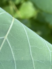 Fraxinus biltmoreana