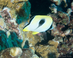 Chaetodon unimaculatus