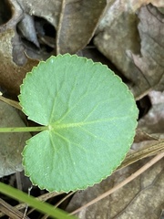 Thaspium trifoliatum