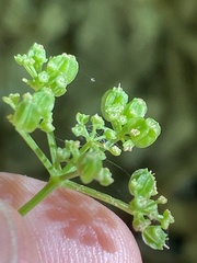 Thaspium trifoliatum