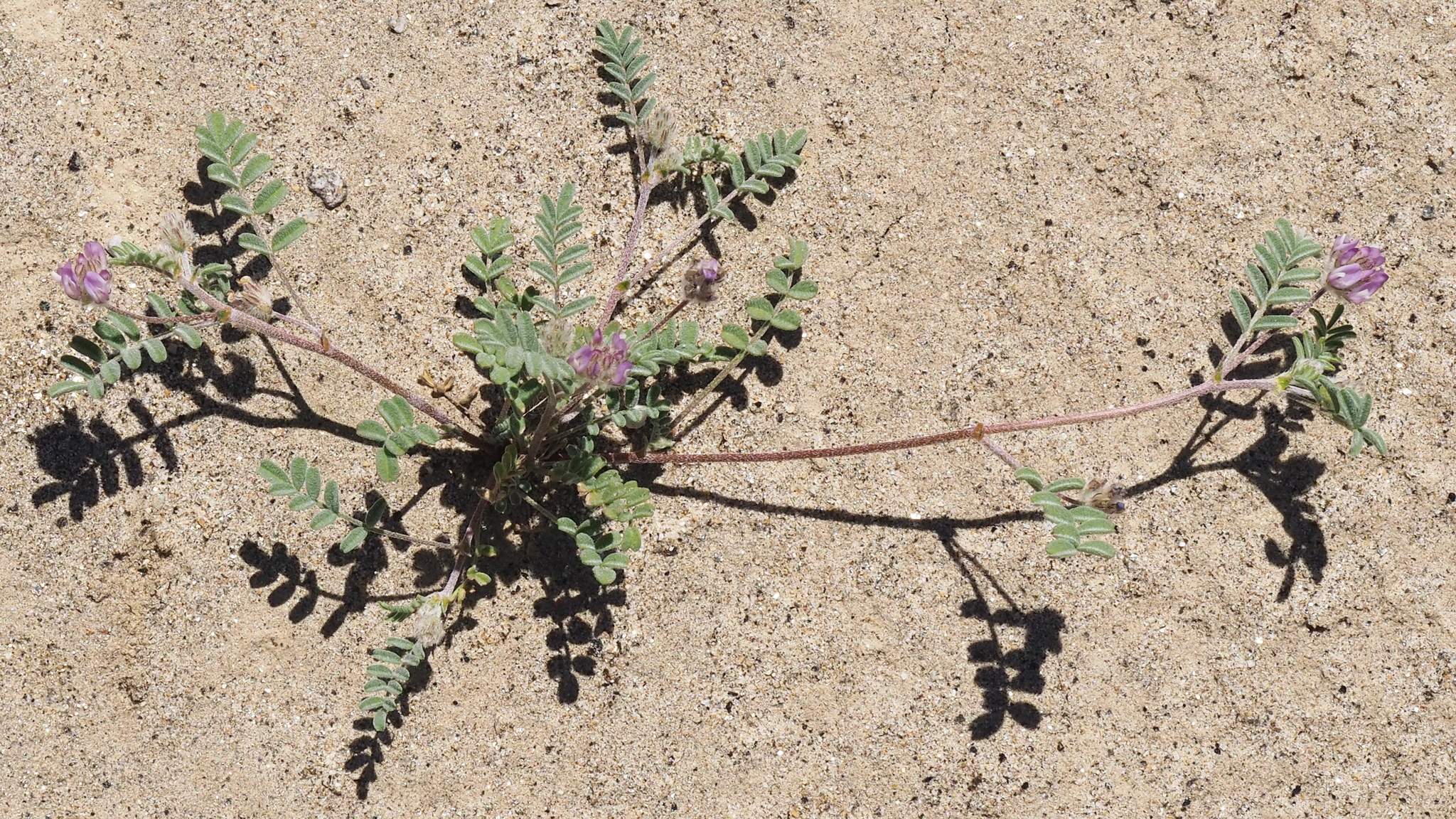 Astragalus didymocarpus var. dispermus