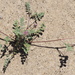 Notch-leaved Locoweed - Photo (c) Fred Melgert / Carla Hoegen, some rights reserved (CC BY-NC), uploaded by Fred Melgert / Carla Hoegen