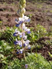 Lupinus leptophyllus