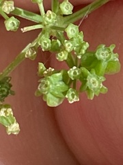 Thaspium trifoliatum