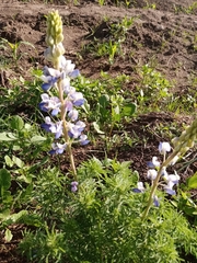 Lupinus leptophyllus