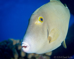 Cantherhines dumerilii