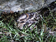 Hydropsalis torquata