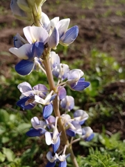 Lupinus leptophyllus