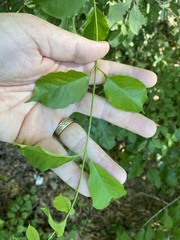 Thyrsanthella difformis