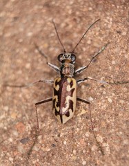 Ellipsoptera cuprascens