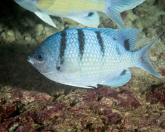 Abudefduf abdominalis