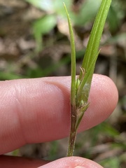 Scleria oligantha