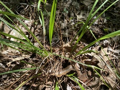 Scleria oligantha