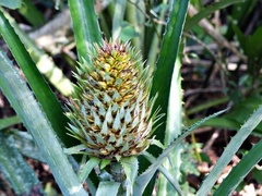 Ananas comosus bracteatus