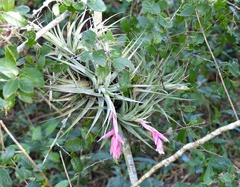 Tillandsia recurvifolia