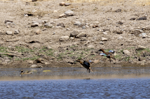 iNaturalist observation photo of Cinnamon Teal