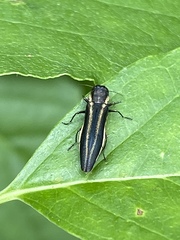 Agrilus bilineatus