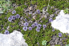 Globularia repens