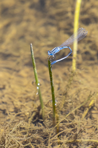 iNaturalist observation photo of Bluets