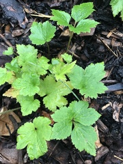 Eriocapitella × hybrida