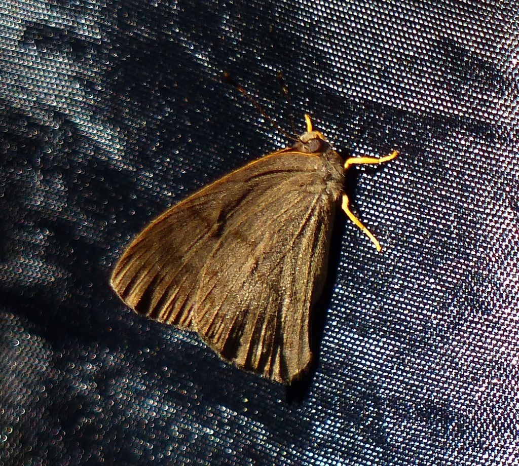 Eugelasia satyroides