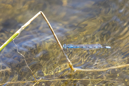 iNaturalist observation photo of Tule Bluet