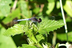 Erythrodiplax paraguayensis