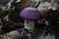 Cortinarius lebre