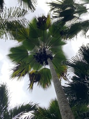 Pritchardia pacifica