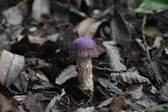 Cortinarius lebre