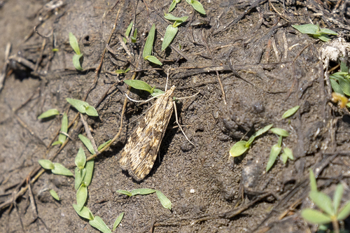 iNaturalist observation photo of Lucerne Moth