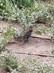 Turdus merula
