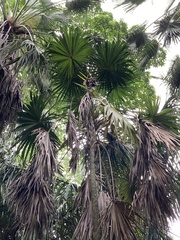 Thrinax parviflora