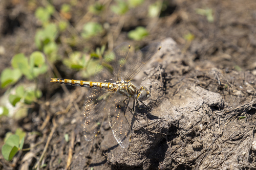 iNaturalist observation photo of Variegated Meadowhawk