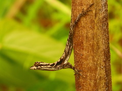 Anolis planiceps